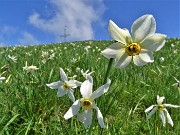 48 Distese di narcisi sul versante sud in vetta al Linzone